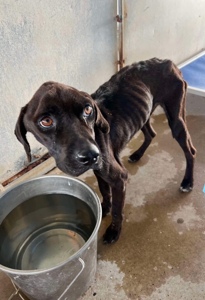 hondo shelter dog eating