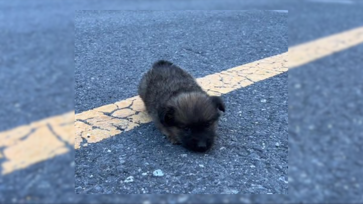 Tiny Puppy Abandoned On Road Gets Life-Changing Rescue