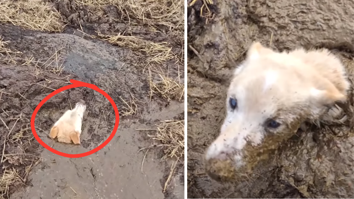 Heroic Farmer Rescues Terrified Dog Trapped in Treacherous Muddy Bog