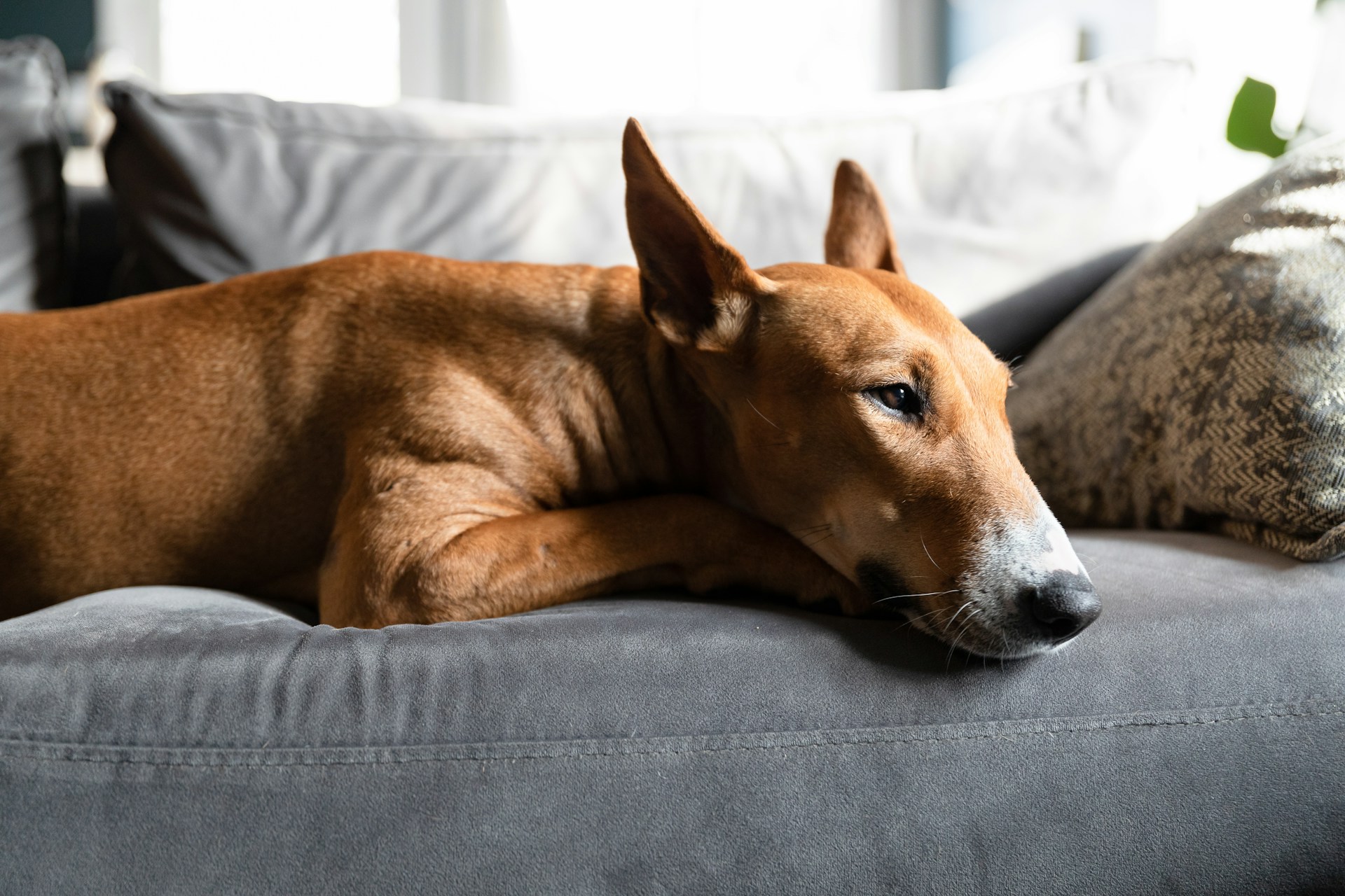 The Great Furniture Debate: What Experts Say About Dogs on Couches