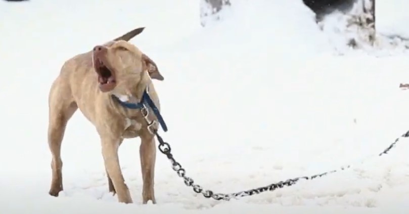 Breaking Barriers: Meet Kiah, The Groundbreaking Police K9 Changing Perceptions