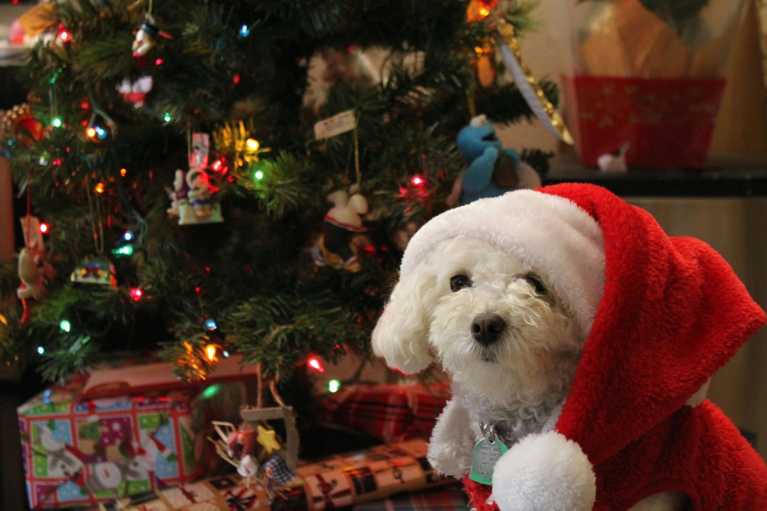 8 Adorable Things Dogs Found in Their Christmas Stockings That Made Them Extra Happy!